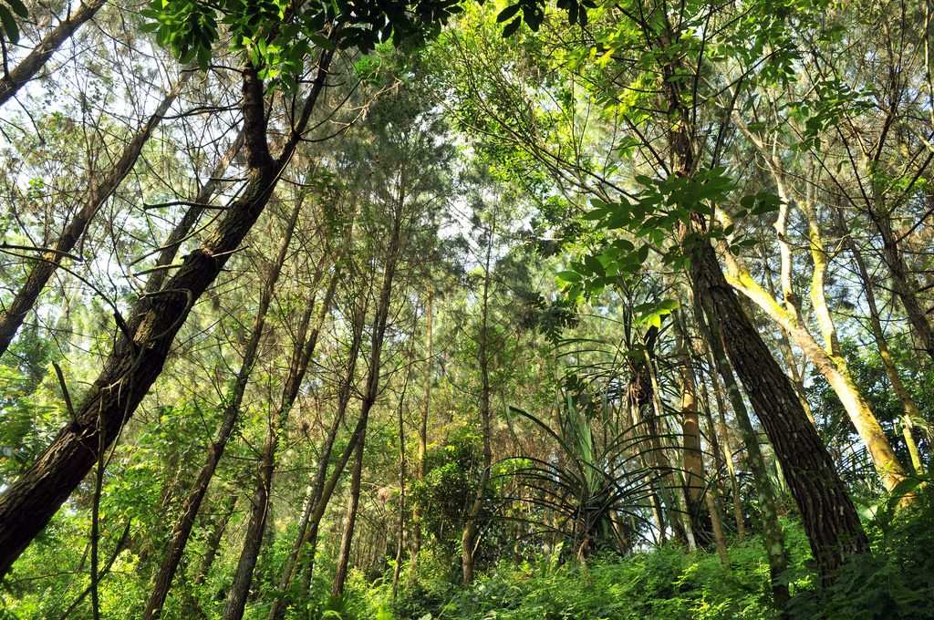 regulaciones forestales-sobrerregulacion