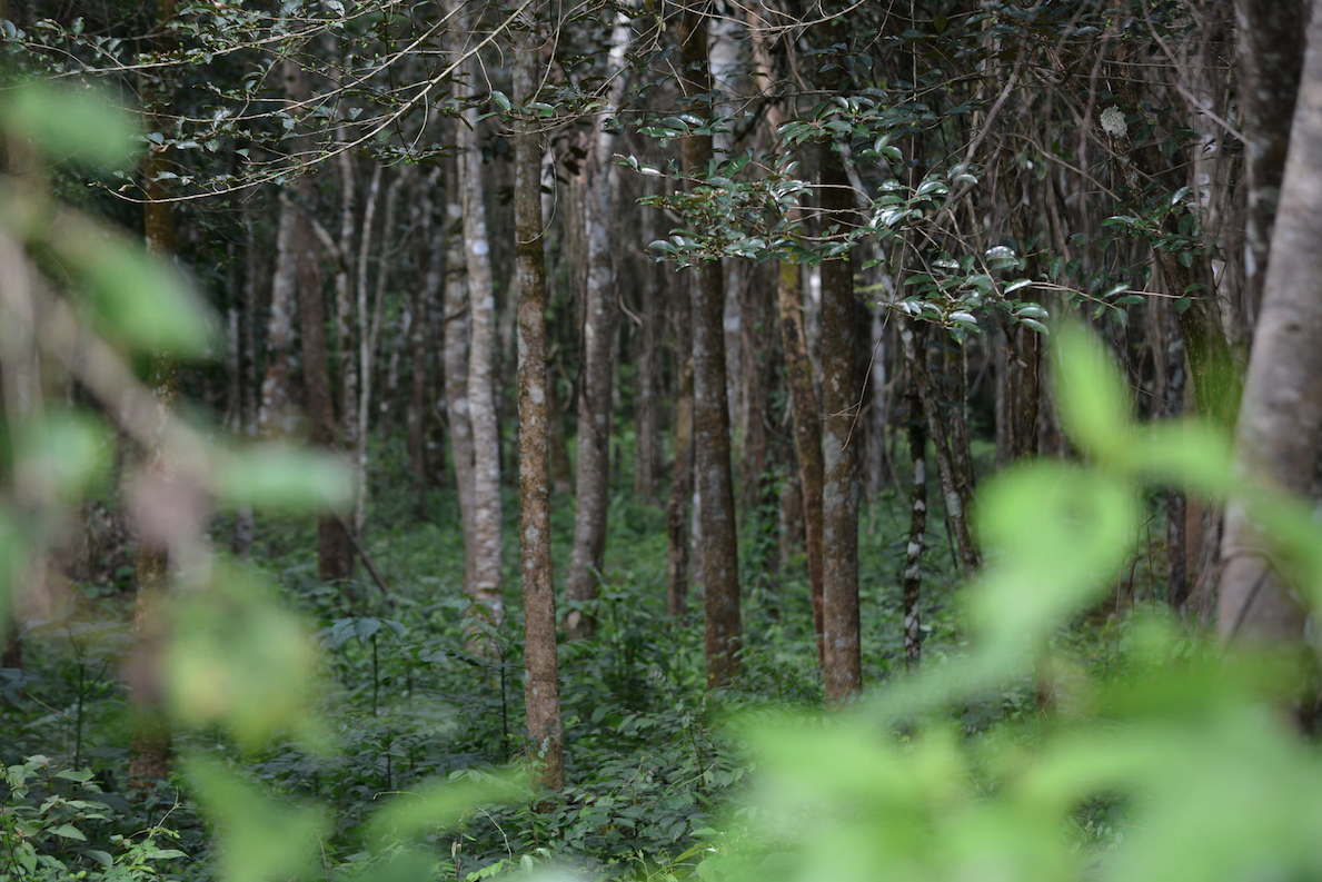 Peten ACOFOP Guatemala manejo forestal comunidades indigenas