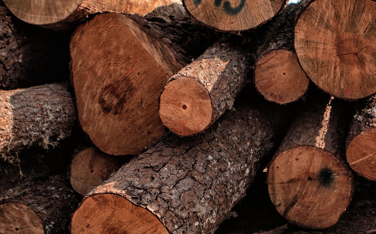 Directorio de comunidades en México que venden madera certificada Empresas Forestales Comunitarias Mexico sustentabilidad bosques