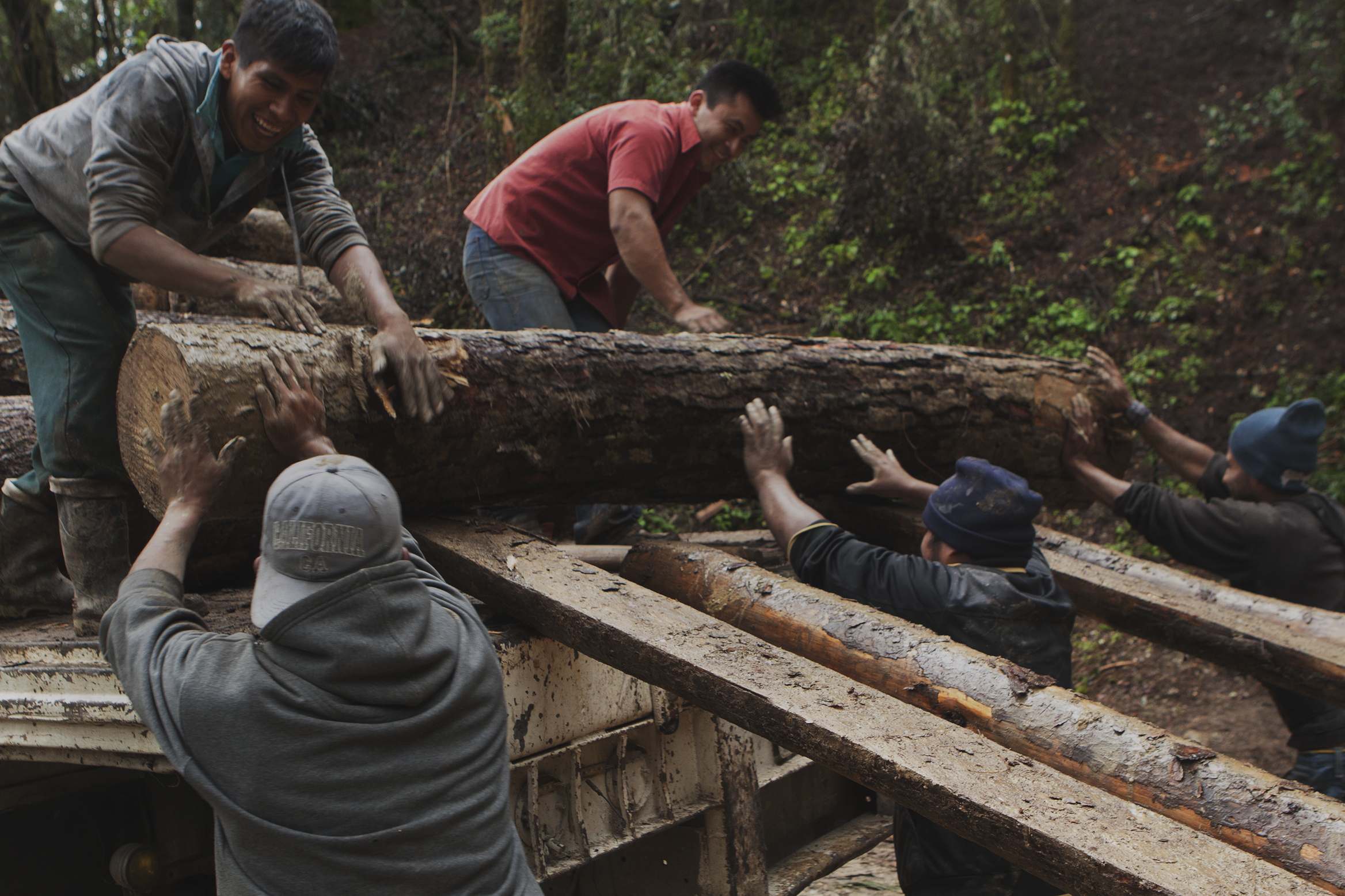 La pol\u00edtica forestal enfrenta una seria escasez de recursos, urge ...