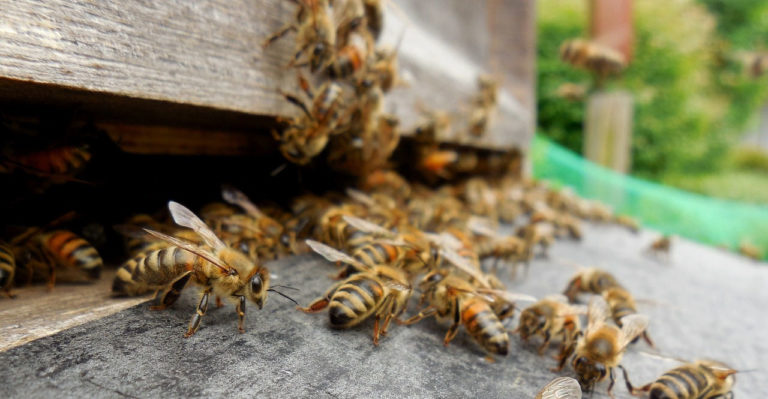 La matanza de abejas en Quintana Roo. Reponerse nueve meses después - Consejo Civil Mexicano ...