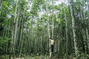 Manejo forestal sustentable: la solución ignorada para el desarrollo rural y la mitigación de ...