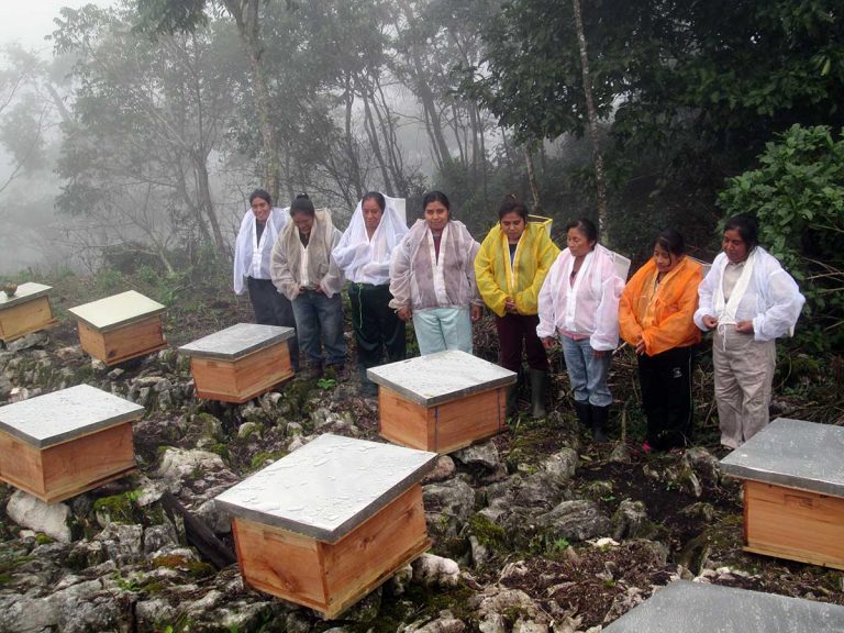 Productores apícolas de Chiapas luchan contra la extinción de las abejas y por un mercado ...