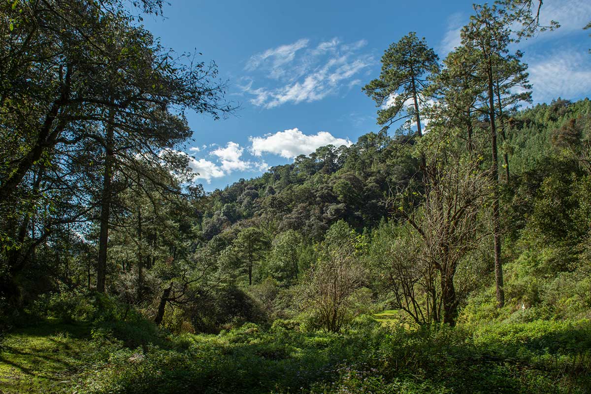 SUSMAI: La política pública relegó la conservación y el manejo de los bosques - Consejo Civil ...