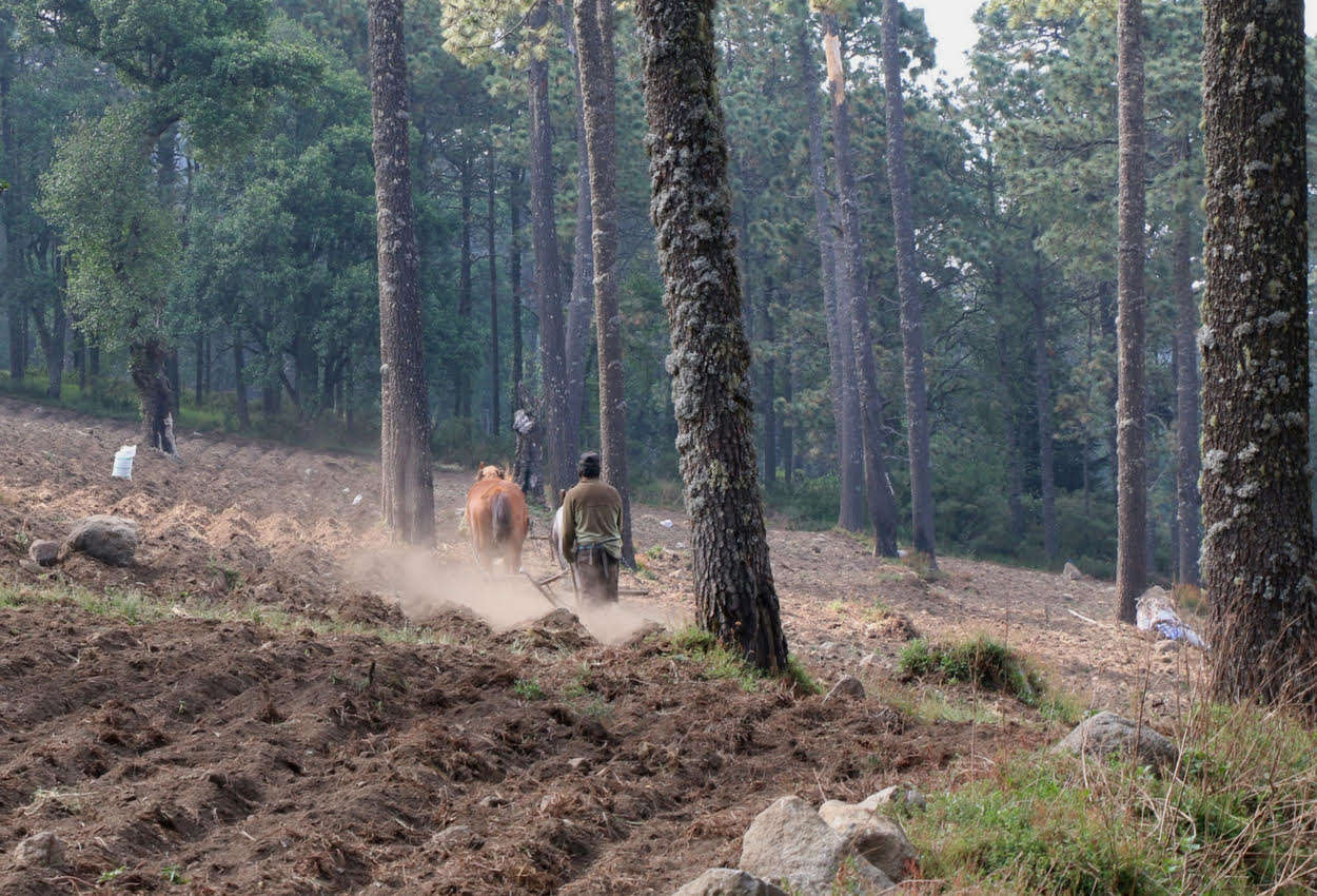 Los suelos forestales, un recurso indispensable en el abandono - Consejo Civil Mexicano para la ...